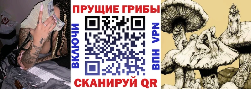 Купить  Касли  Псилоцибиновые грибы Psilocybine cubensis 